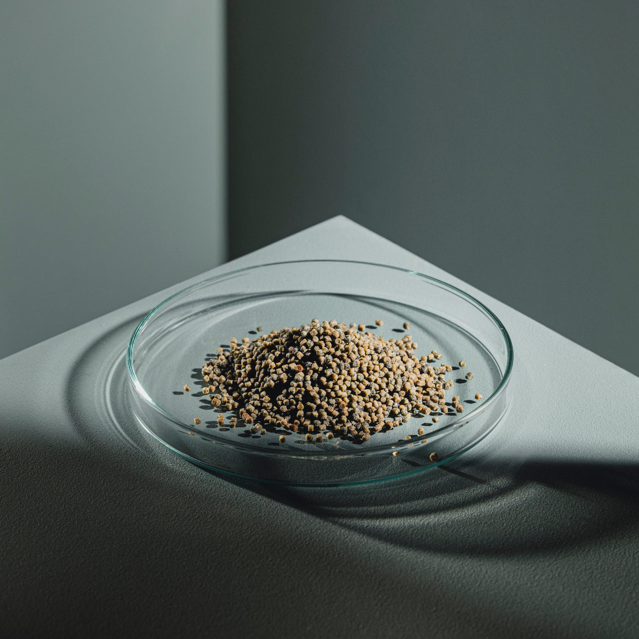 Buntbarsch Spirulina Granulat
