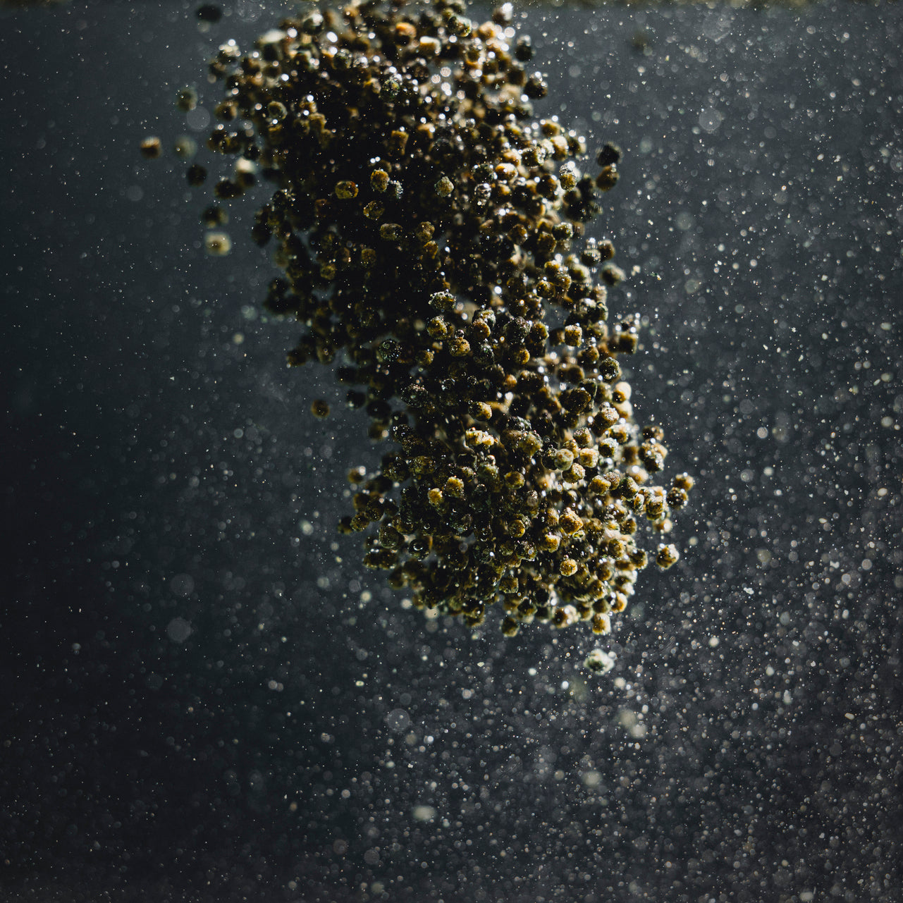Buntbarsch Spirulina Granulat